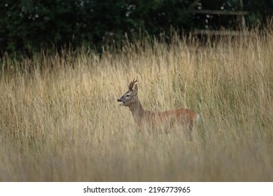 Roe Deer During Rut Time. Deer Roaring On The Meadow. Autumn In Animals Kingdom.	