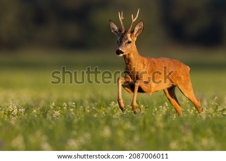 Roe deer in dynamic movement on pasture in sunset.