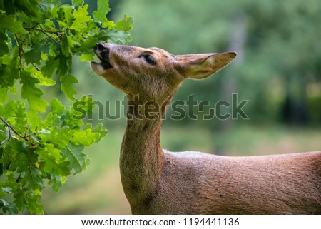 Roe deer eating acorns from the tree, Capreolus capreolus. Wild roe deer in nature.