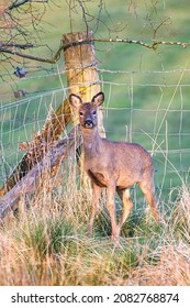 Roe Deer In The Falkirk Area In Scotland