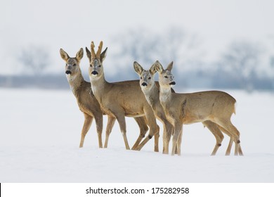 Roe Deer Family In Winter On Snow