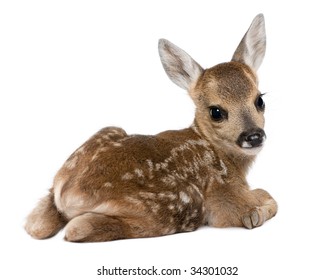 Roe Deer Fawn - Capreolus Capreolus (15 Days Old) In Front Of A White Background