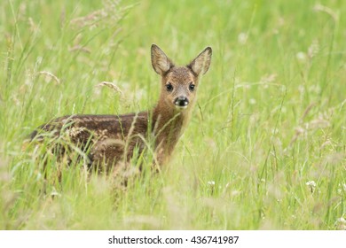 Roe Deer Fawn  -  Ree Kalf 