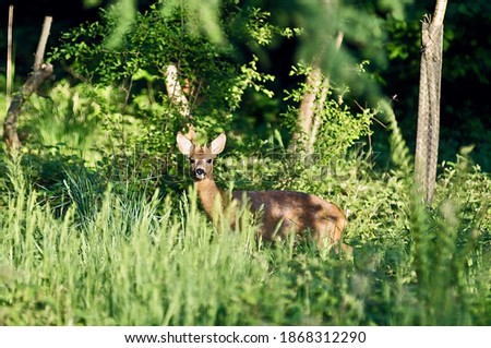 Roe deer fawn in the woods of Switzerland