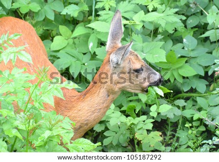 a roe deer feeding in the tall grass