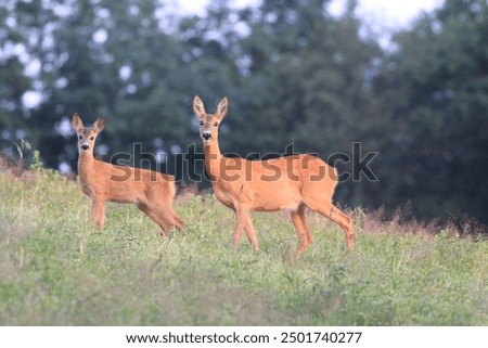 Similar – Image, Stock Photo red roe deer in the grass