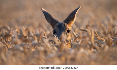 Roe deer female peeking out of the wheat in close up