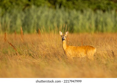 Roe Deer Female Stands In The Meadow In Very Tall Grass (capreolus Capreolus) Wildlife Scenery