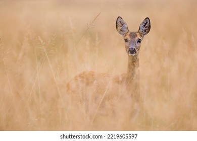 Roe Deer Female Stands In The Meadow In Very Tall Grass (capreolus Capreolus) Wildlife Scenery