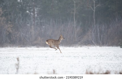 Roe deer in a field covered with snow. In winter, a deer grazes in a field with sown grain. Wild animal in winter. - Powered by Shutterstock