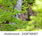 roe deer in the forest