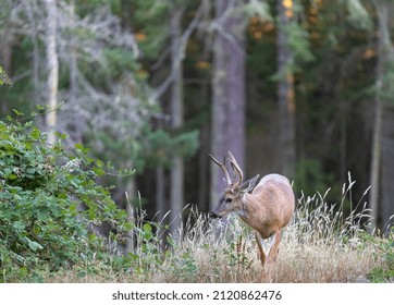 Roe Deer In The Forest. Animal In Natural Habitat. Wildlife Scene. Red Deer Between Ferns In Summer Forest. Selective Focus, Blurred Background, Travel Photo, No People