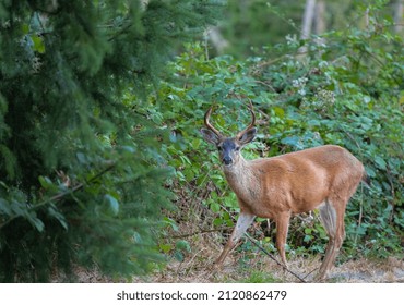 Roe Deer In The Forest. Animal In Natural Habitat. Wildlife Scene. Red Deer Between Ferns In Summer Forest. Selective Focus, Blurred Background, Travel Photo, No People