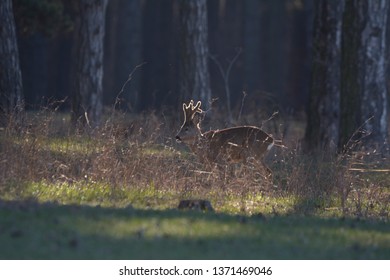 Roe Deer Goat Capreolus Capreolus Stock Photo 1371469046 | Shutterstock