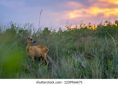 Roe Deer In Grenen, Denmark