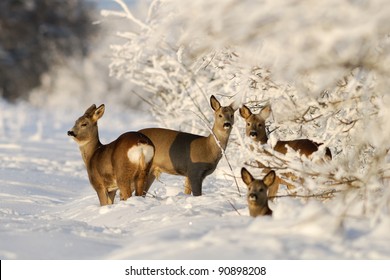 Roe Deer Group In Winter