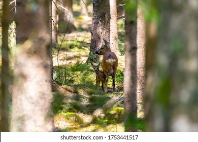 Roe deer with her calf, shot made in Drenthe, The Netherlands