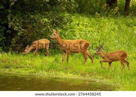 Roe deer with her cubs