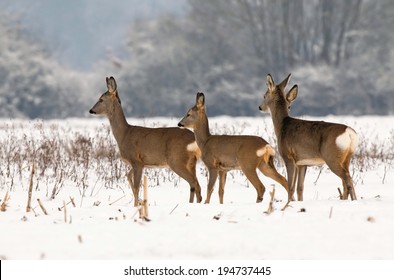 Roe Deer Herd In Winter