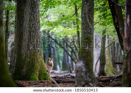 Roe deer hiding behind a tree