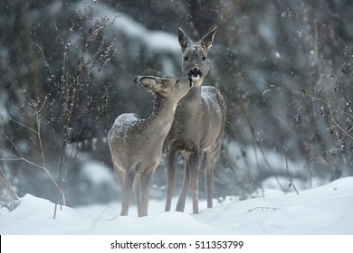 Roe Deer Kiss. Animal Love.