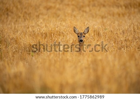 Similar – Image, Stock Photo Deer in cereals Animal