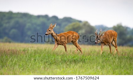 Roe deer male, capreolus capreolus, following female in rutting season on the meadow. Pair of wild animals running on the field during summer. Two mammals moving in grass.