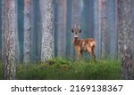 roe deer male standing in the foggy forest