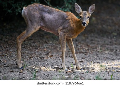 Roe Deer Mange Sarcoptic Scabiei Forest Stock Photo 1187964661 ...