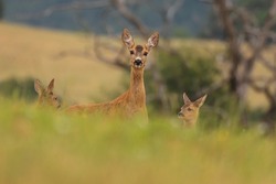 Roe Deer Mother With 2 Baby Deer. Roe Deer Female With Newborn Babies Standing On The Meadow. Capreolus Capreolus.