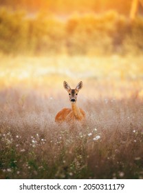 Roe deer outdoors in forest during sunset 