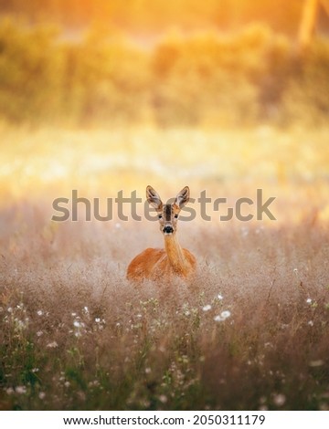 Image, Stock Photo Roe deer standing in the grass in a meadow