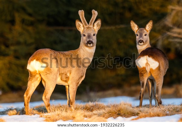 Roe deer pair on\
the evening pasture enlighten with warm light. Roe deer buck with\
doe at the end of winter. Roe deer pair on the snow. Capreolus\
capreolus, wildlife,\
Slovakia.