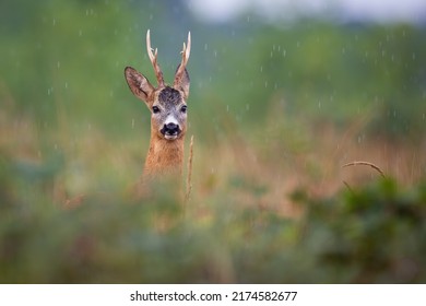 Roe Deer Peeking Out Of Bushes In Summer Rainstorm