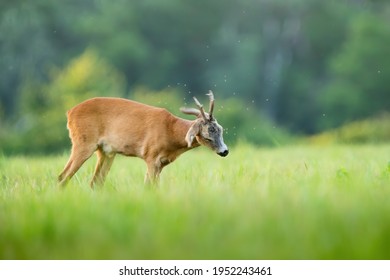 Roe Deer Repeling Flies On Pasture In Summer Nature