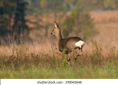 Roe Deer Running