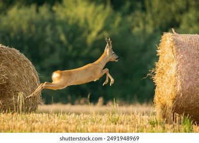 A roe deer running quickly through a field with hay bales, summer view, eastern Poland