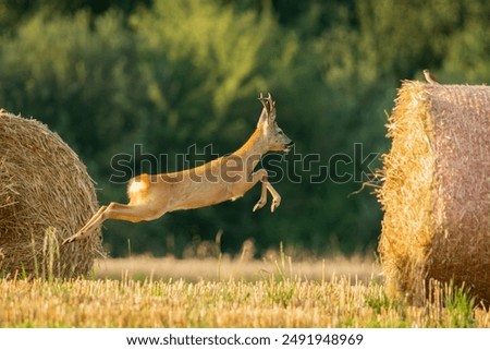 A roe deer running quickly through a field with hay bales, summer view, eastern Poland