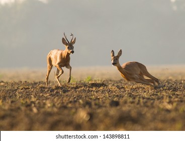 Roe Deer Rut Running