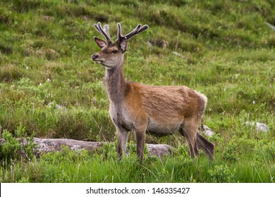 Roe Deer, Scotland