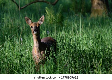 Roe Deer Scotland Dumfries & Galloway