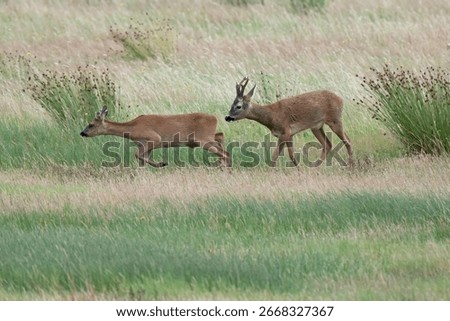 Roe Deer in the Scottish Borders