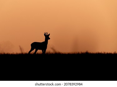 Roe Deer Silhouette In The Morning Orange Light