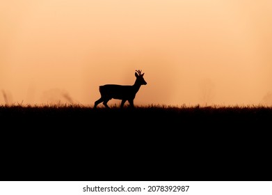 Roe Deer Silhouette In The Morning Orange Light