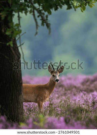  a roe deer, a small and slender Eurasian deer species