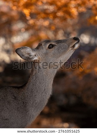  a roe deer, a small and slender Eurasian deer species. 