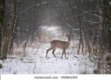 
Roe deer in the snow and cold wheater