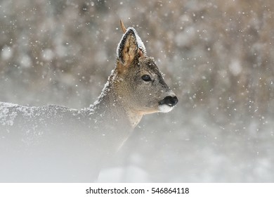 Roe Deer In Snowfall, Winter