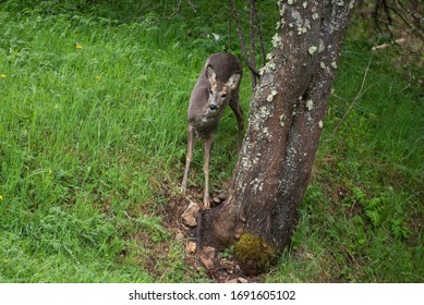Roe deer in the spring