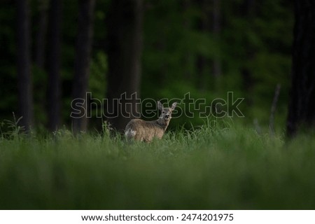 Roe deer in the spring forest. Calm deer in nature habitat. Wildlife in Europe. 